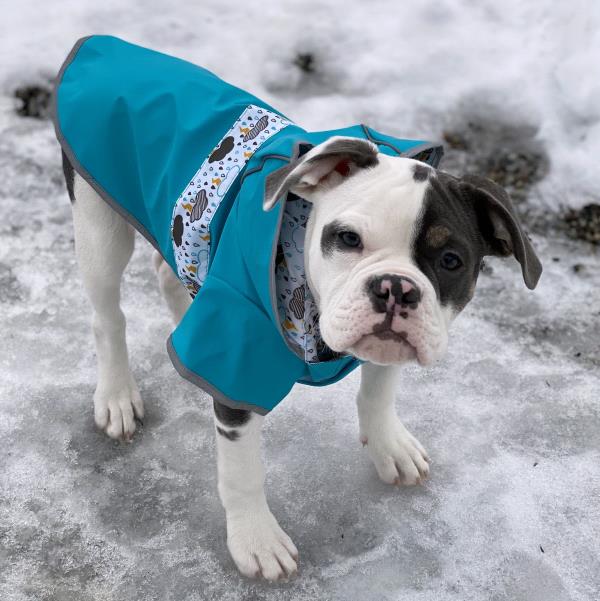 /images/uploads/juneau animal rescue/alaskapets2020/entries/14771thumb.jpg